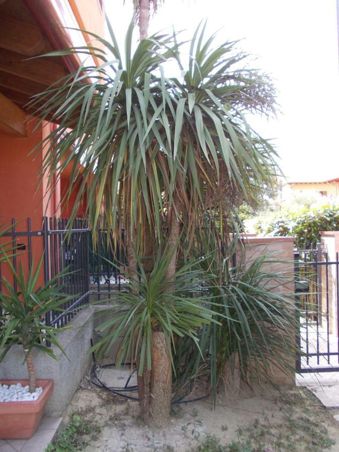 Alessandria Residence 代森扎诺-德尔加达 外观 照片